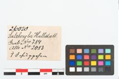 Etikett zu Bronzeriemenbesatzknopf (NHMW-PRAE-026020)